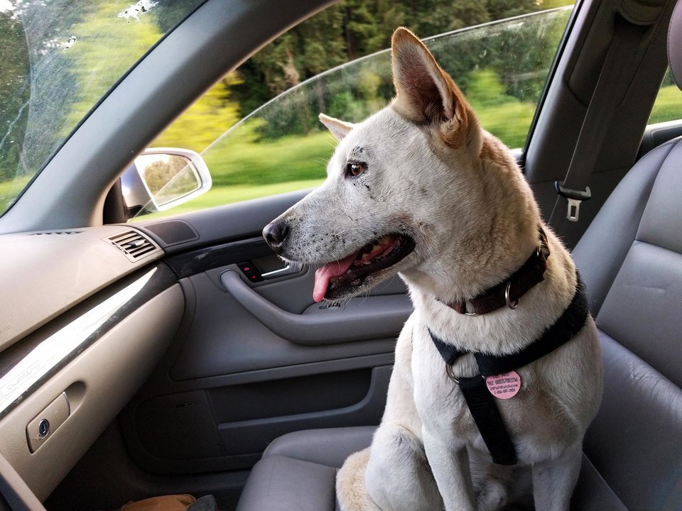 Un perro montado en el coche con su arnés de seguridad.