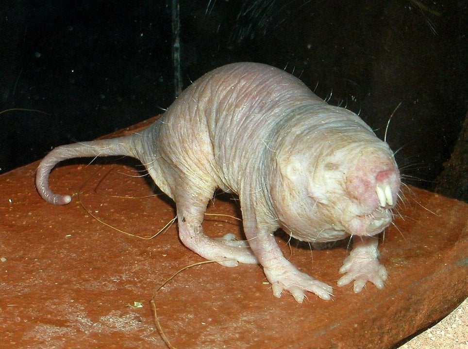 Ratopín rasurado (Wikipedia).