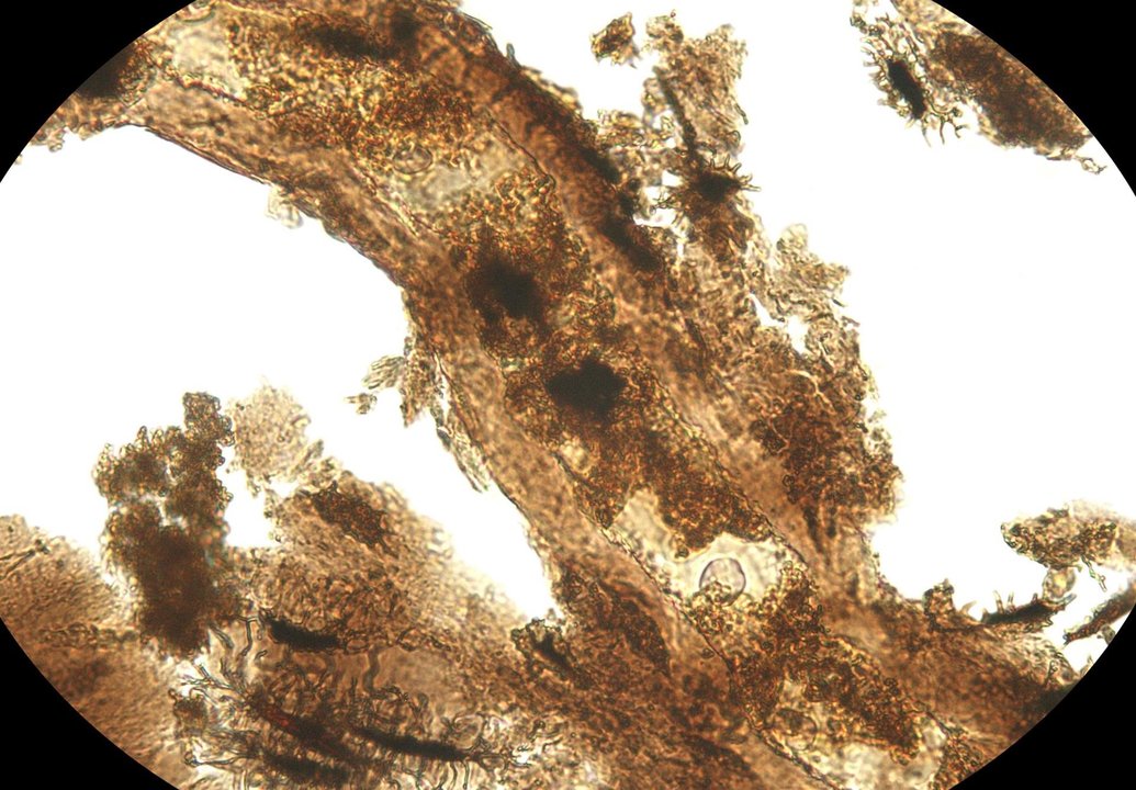 Vista microscópica de los tejidos blandos extraídos de los huesos de uno de los especímenes de dinosaurio (Allosaurus) que se utilizaron para el estudio. EFE