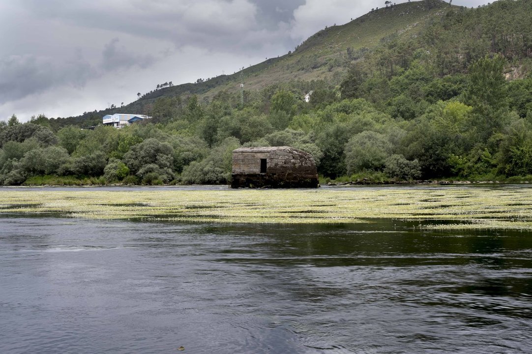 Ourense 20/6/22
Bajo caudal del río Miño en Ourense,proliferan las algas "Cola de caballo"

Fotos Martiño Pinal