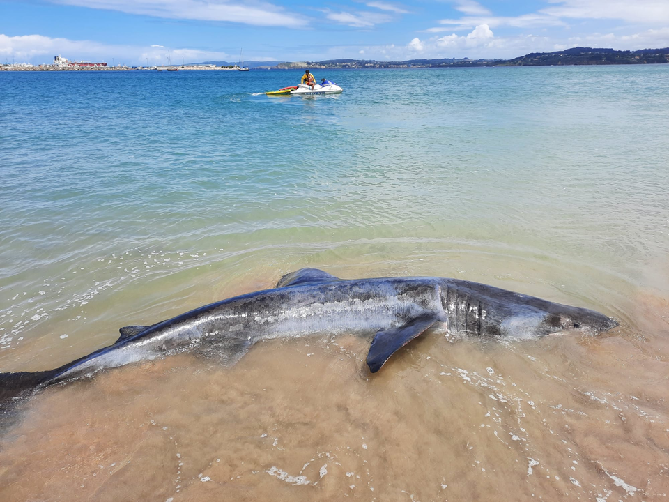 El tiburón encontrado en las playas de Bastiagueiro y Espiñeiro. Foto: Concello de Oleiros.