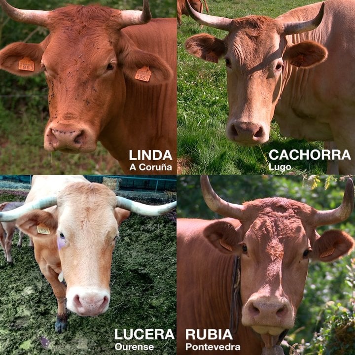 Las vacas que aspiran al Miss Vaca 2022 (captura de pantalla Luar)