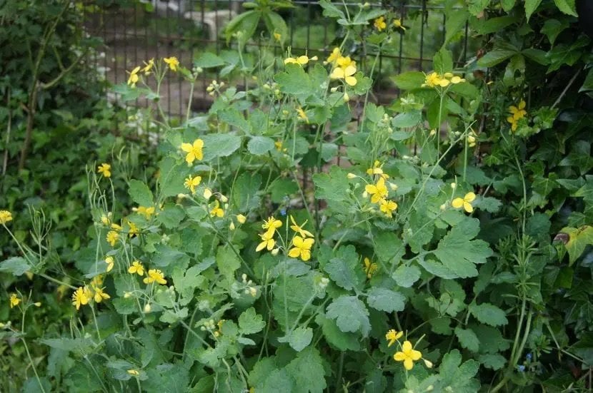 La celidonia en flor, con sus característicos tonos amarillos.