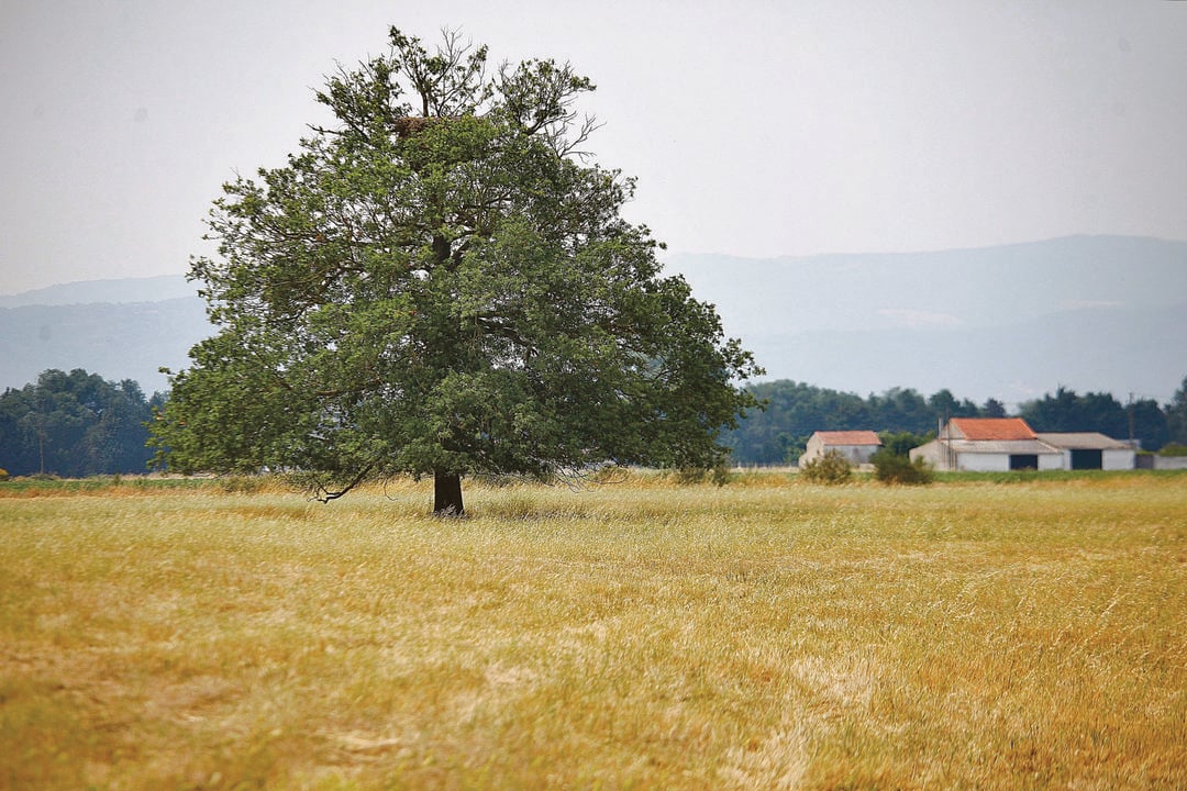 Un árbol solitario rodeado de terreno seco en Xinzo de Limia. (MIGUEL ÁNGEL)