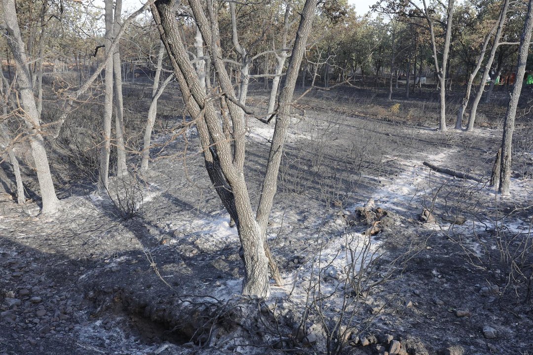 Monte quemado en Castilla y León durante los incendios de estas últimas jornadas. EFE.