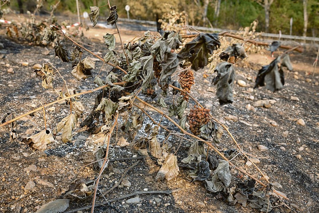 Una viña quemada en A Veiga de Cascallá (Rubiá) (ÓSCAR PINAL).