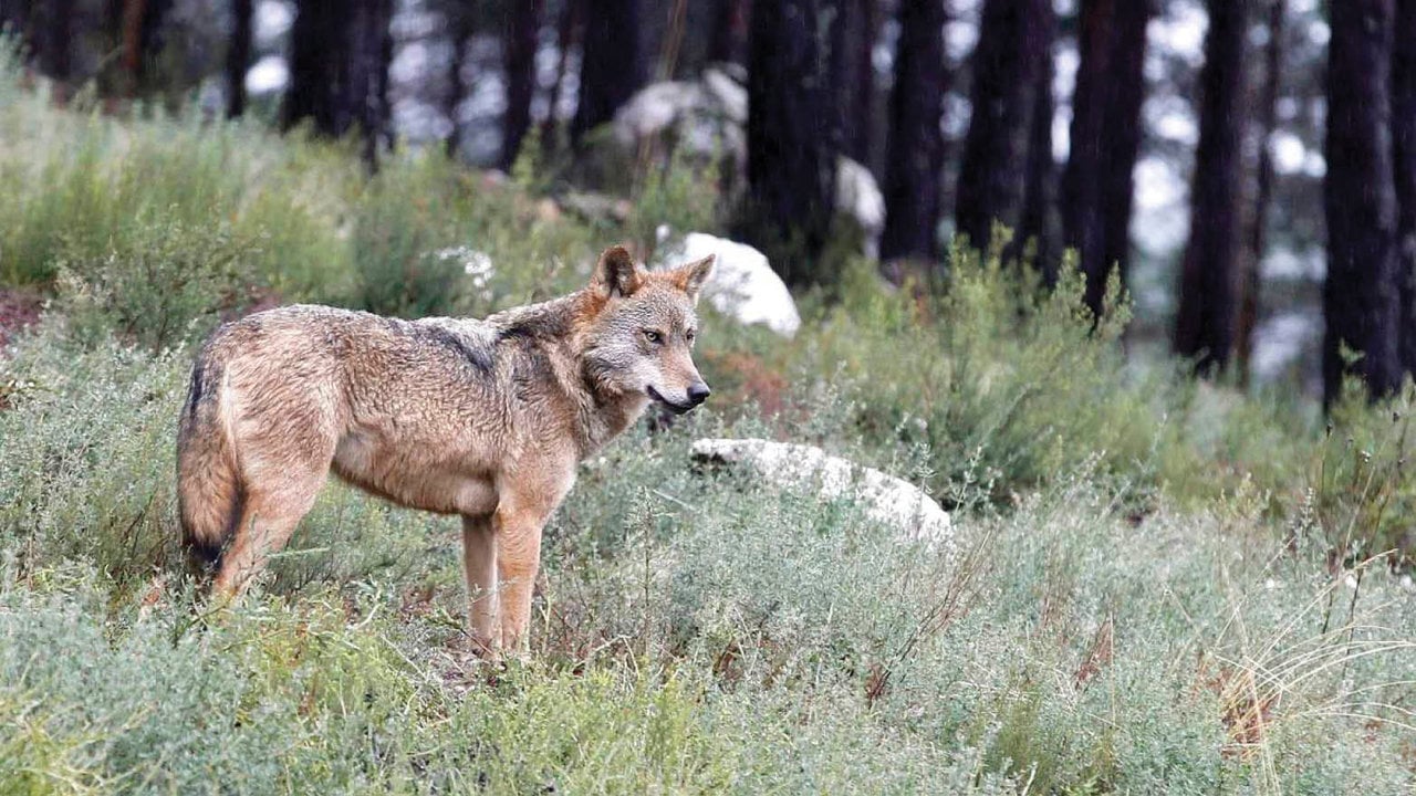 El Gobierno prohibió la caza de lobo pese a las quejas de las regiones del norte. EFE