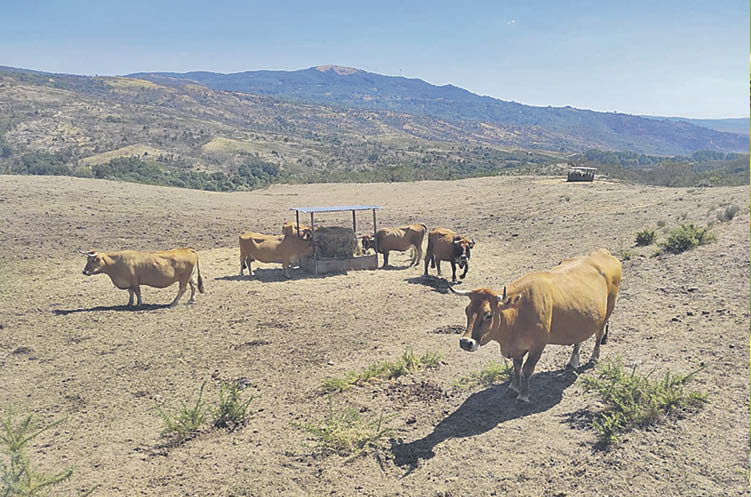 Imagen de varias de las vacas de José Ángel Prieto, en Vilardevós.