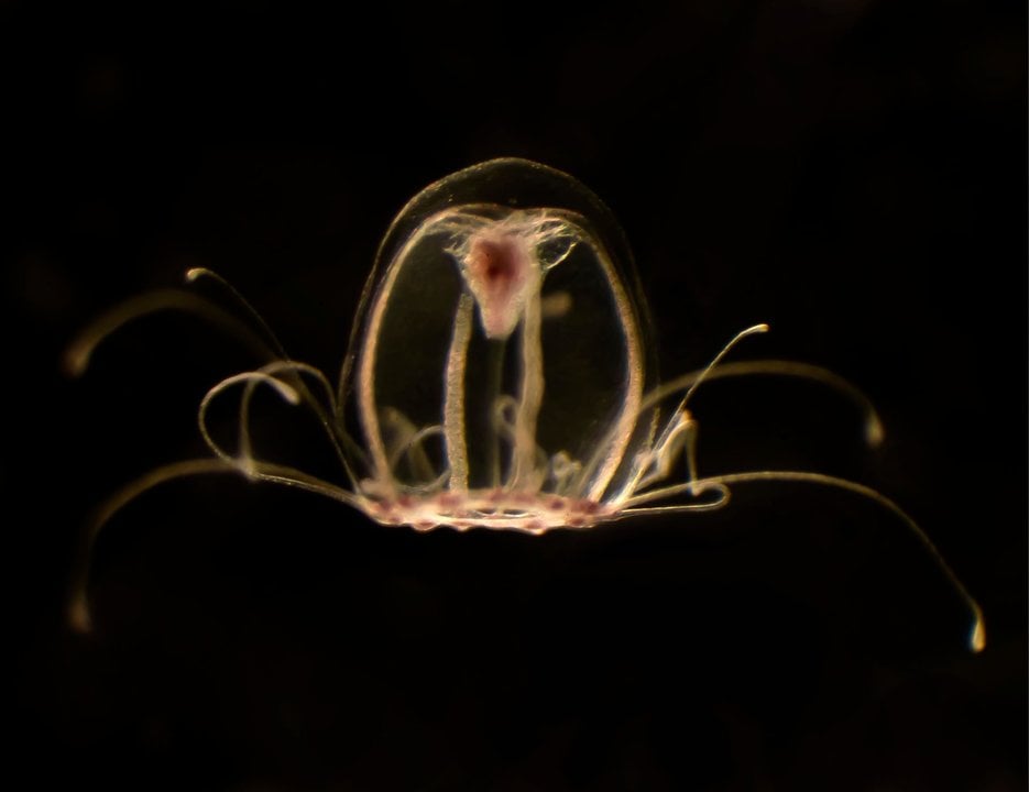 La conocida como medusa "inmortal" (EFE)