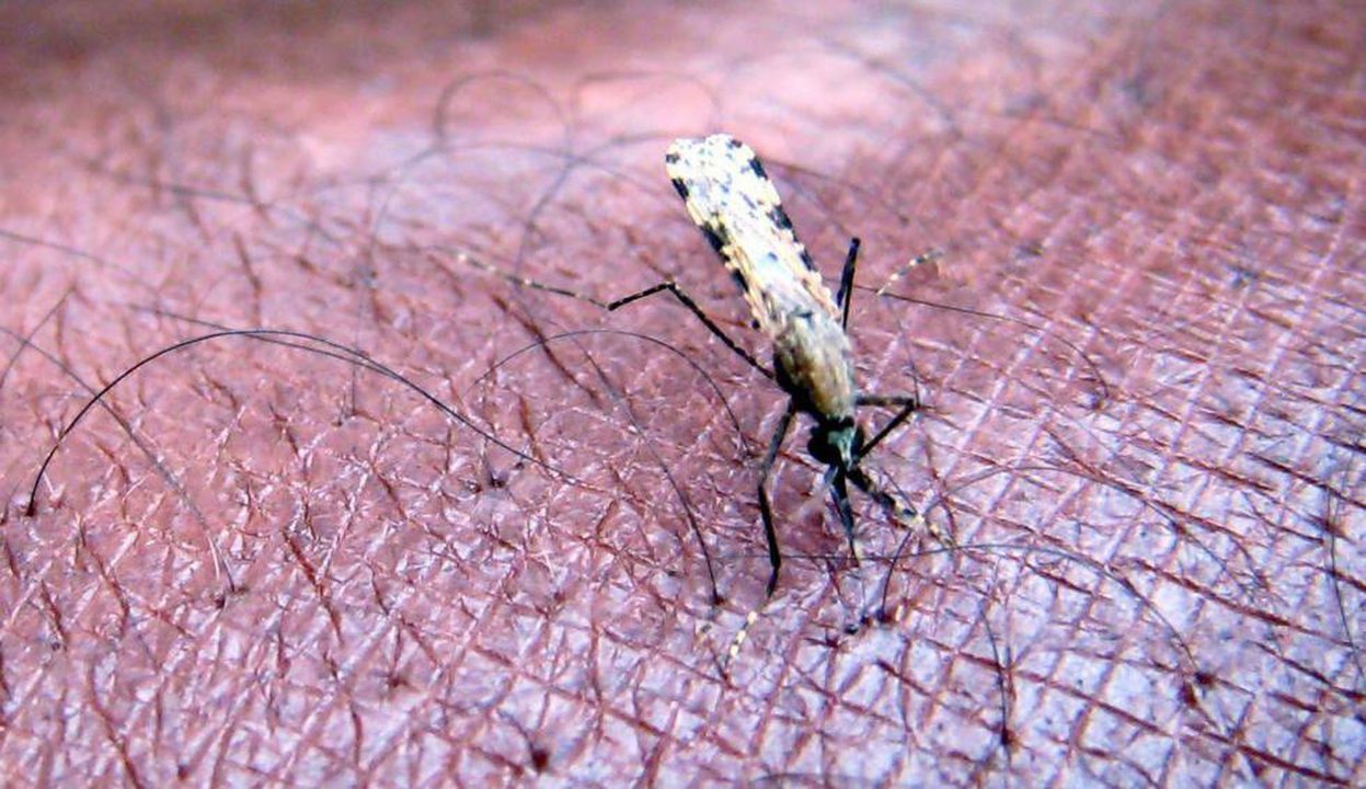 Mosquito trasmisor de la malaria. EFE