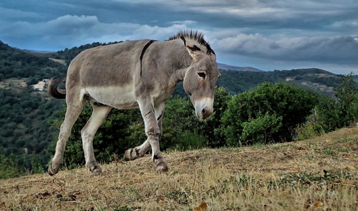 Los burros, en peligro por este tipo de prácticas. Pixabay.