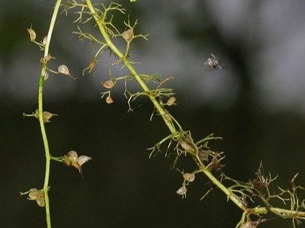 Utricularia minor L.