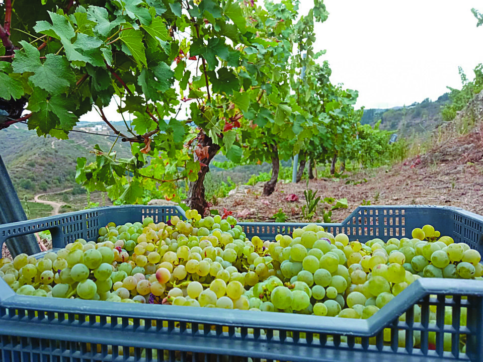 Caja de uvas vendimiadas en Trives.