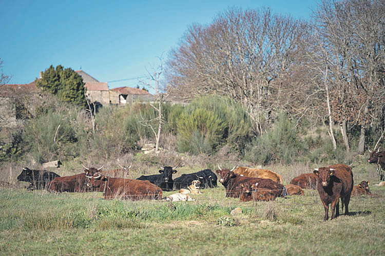 Reses de una granja bovina en A Limia (ÓSCAR PINAL).