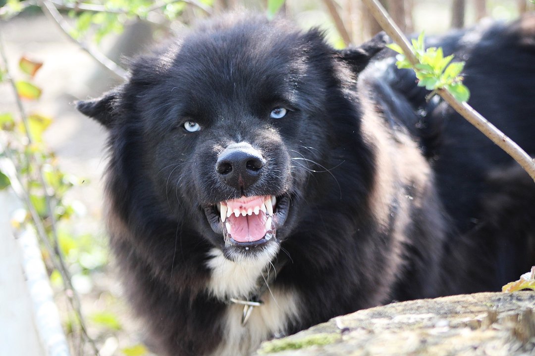 Imagen de archivo de un perro mostrando los dientes