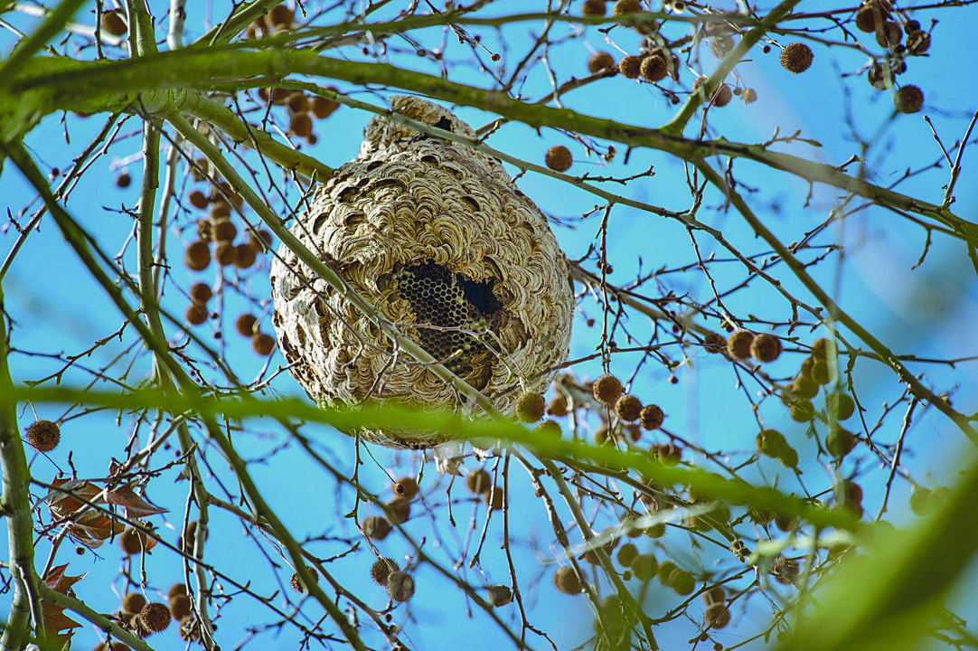 Un nido de velutinas en la periferia ourensana. (MARTIÑO PINAL)