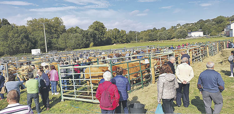 Exposición de ganado en Montederramo en ediciones anteriores.