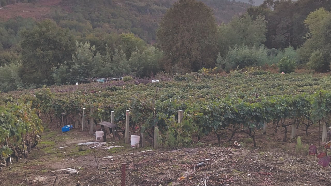 Uno de los viñedos de la parroquia de Anllo, en San Amaro.