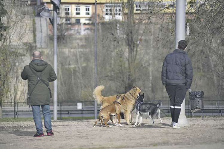 Perros con sus dueños en un parque canino de la ciudad.