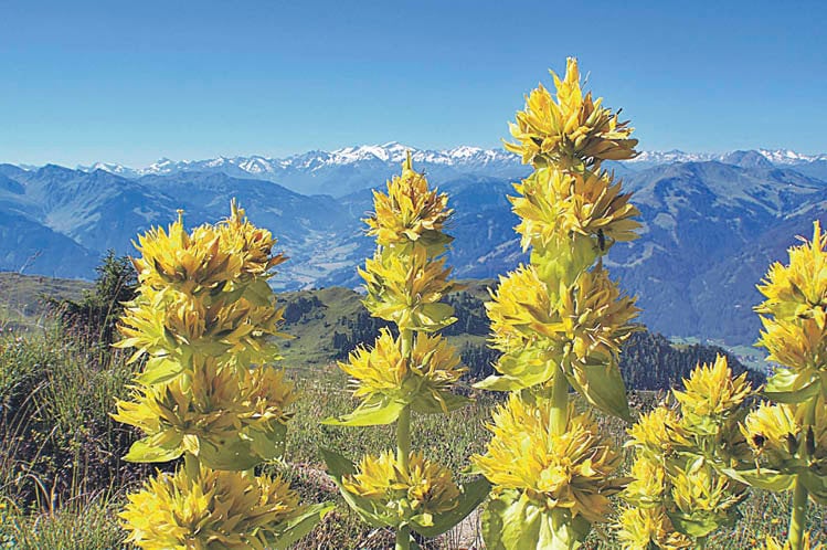 Ejemplo de sus llamativas flores amarillas, recogidas en su nombre con el epíteto “lutea”.