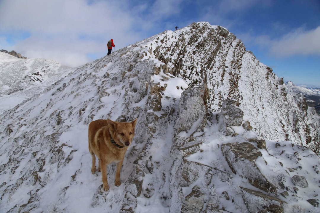 Thor, el perro desaparecido en la Montaña Central Leonesa que fue localizado por un gallego (EFE)