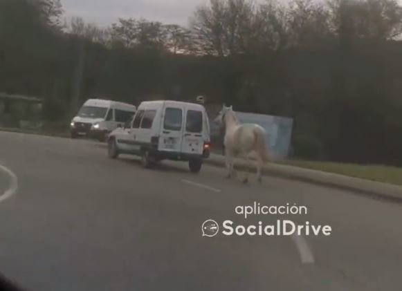 Un caballo arrastrado por una furgoneta