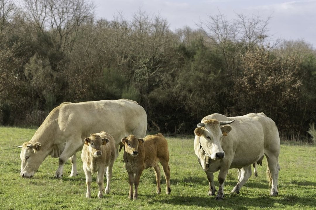 Vacas de una explotación ganadera en Trives, pleno Macizo Central.