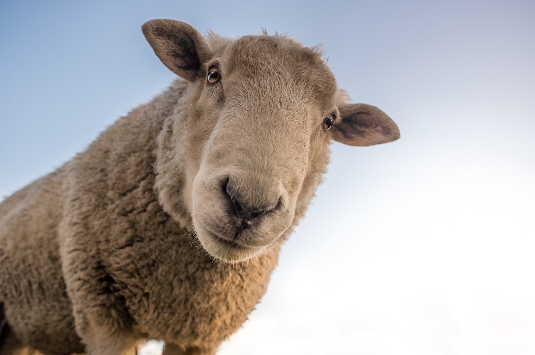 Foto de archivo de una oveja