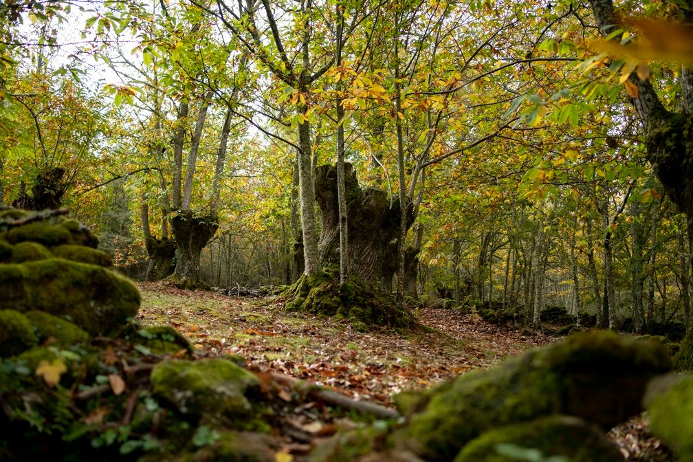 Paisaje de naturaleza en Ourense
Foto: Xesús Fariñas