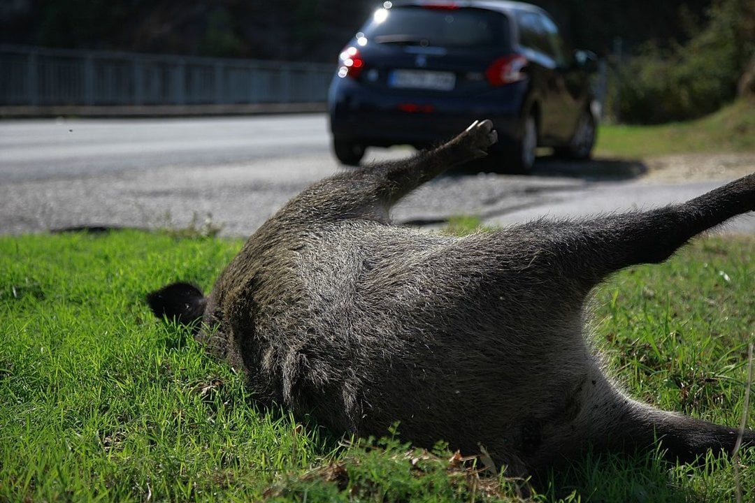 Un jabalí muerto en el arcén de la carretera, en Ourense
