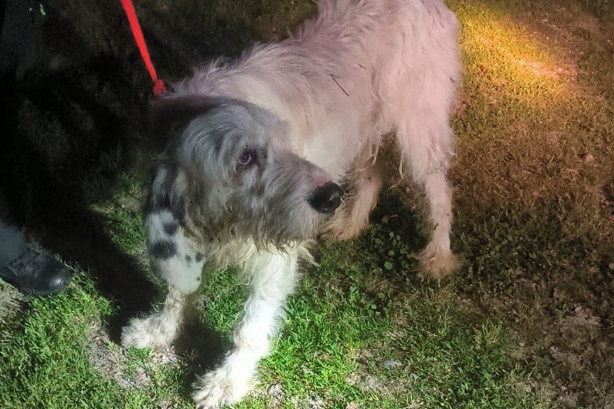 El perro Pistón, que sobrevivió a ser arrojado desde el viaducto do Viñao. (FOTO: GUARDIA CIVIL).