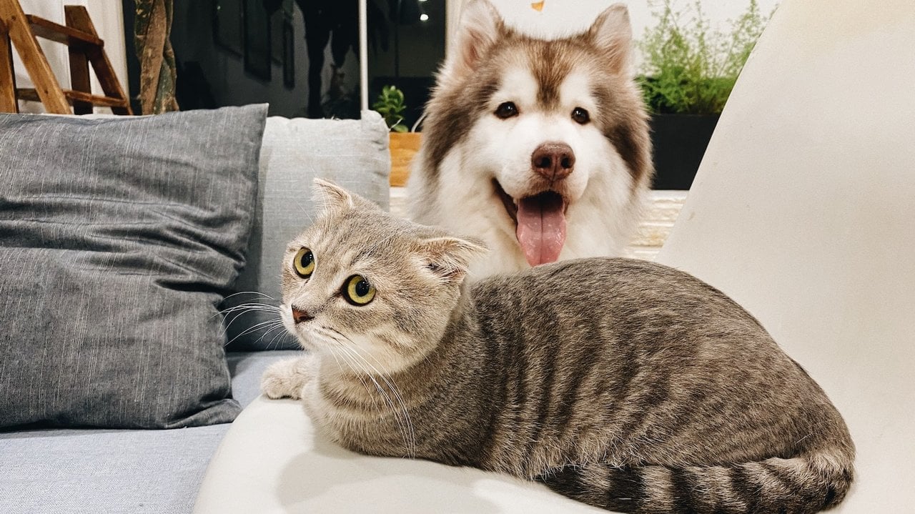 Un perro y un gato.