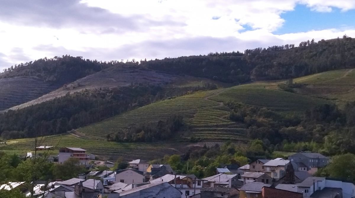 Nuevos viñedos e bancales, en el término municipal de O Barco.