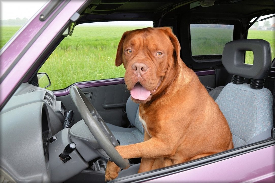 Imagen de archivo de un perro conduciendo