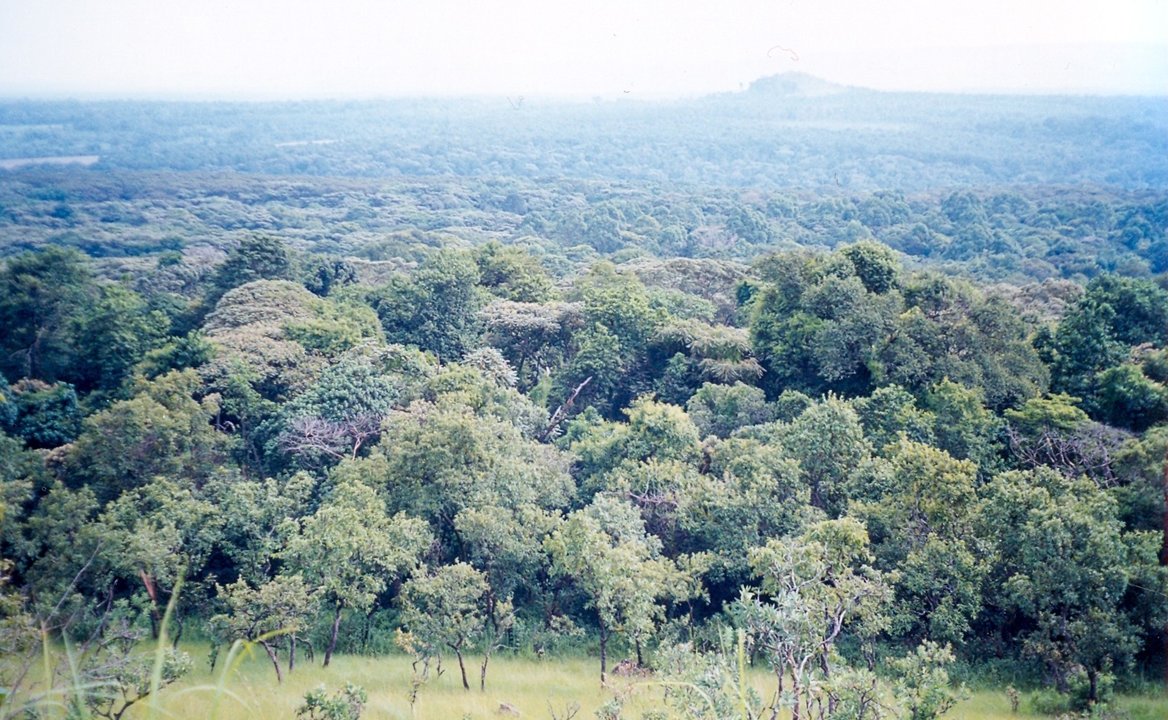 El bosque de Shakaloha, Kenia, lugar donde ocurrieron las muertes.