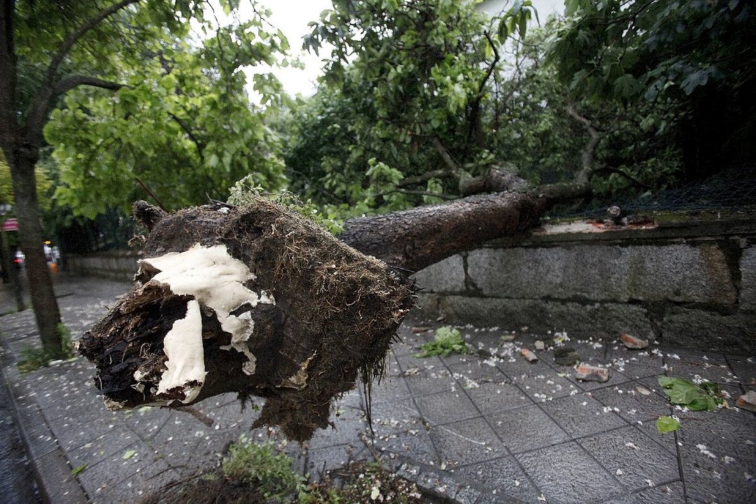 El temporal tiró un árbol en la avenida de Marín, junto al Instituto Blanco Amor.
