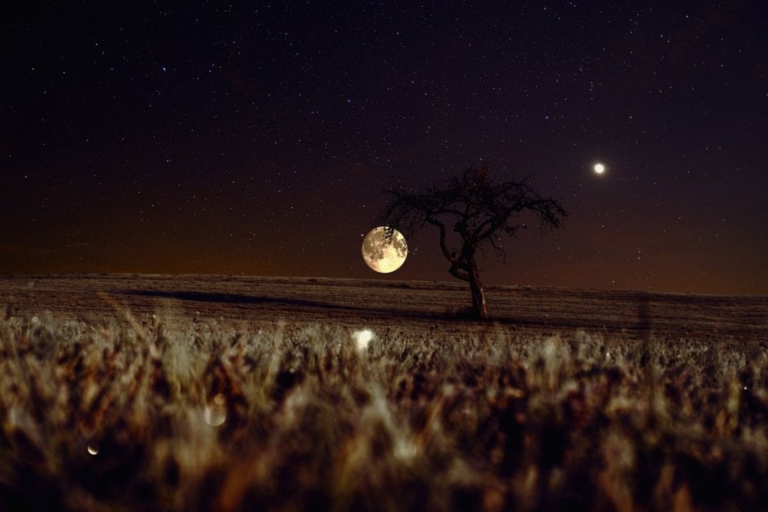 Un cultivo de cereal bajo la luz de la luna