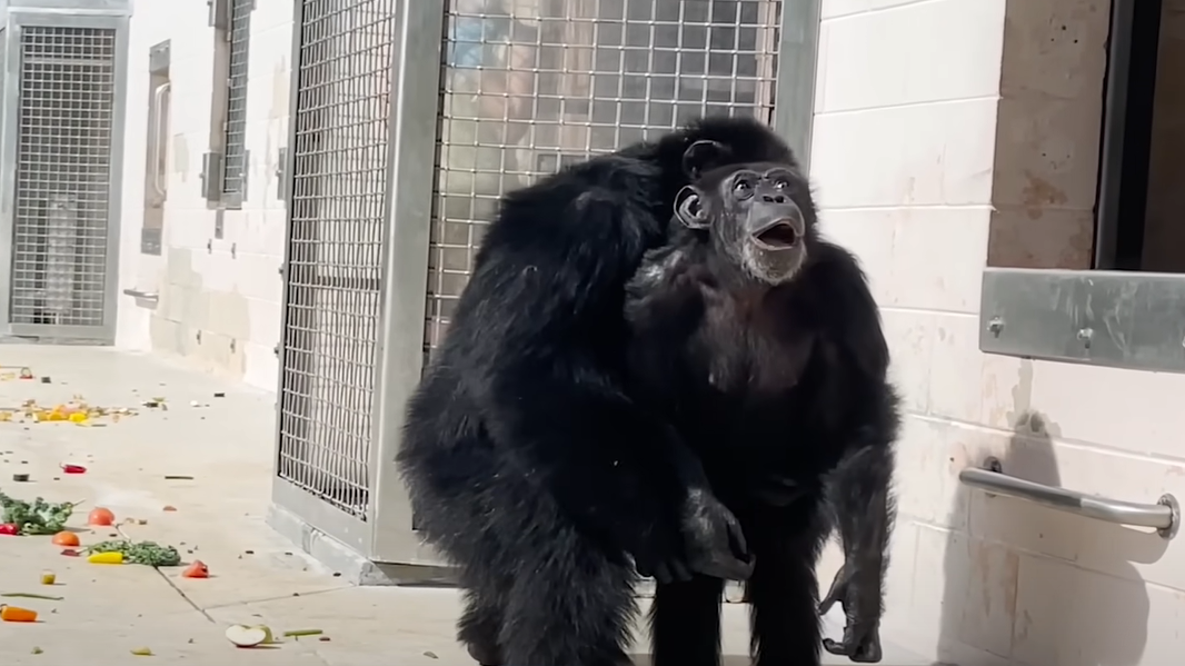 La chimpancé Vanilla, rescatada por la ONG Save the Chimps. contemplando por primera vez el cielo.