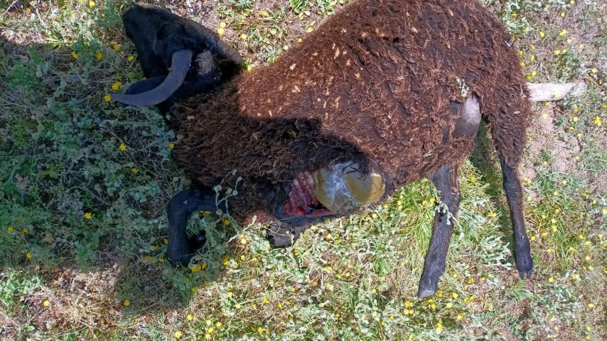 Una de las dos ovejas muertas por el lobo en Freixido.