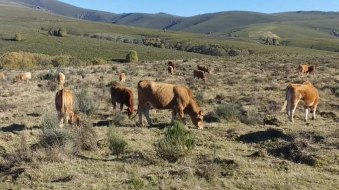 Imagen de vacas pastando en un prado del oriente provincial.