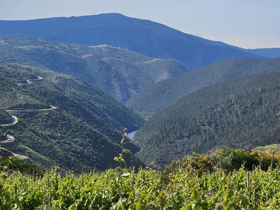 Vistas del espectacular paisaje desde un viñedo de Manzaneda.
