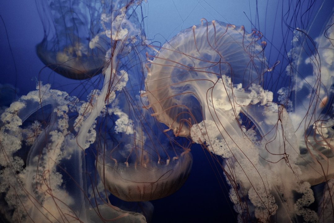 Un banco de medusas (UNSPLASH).