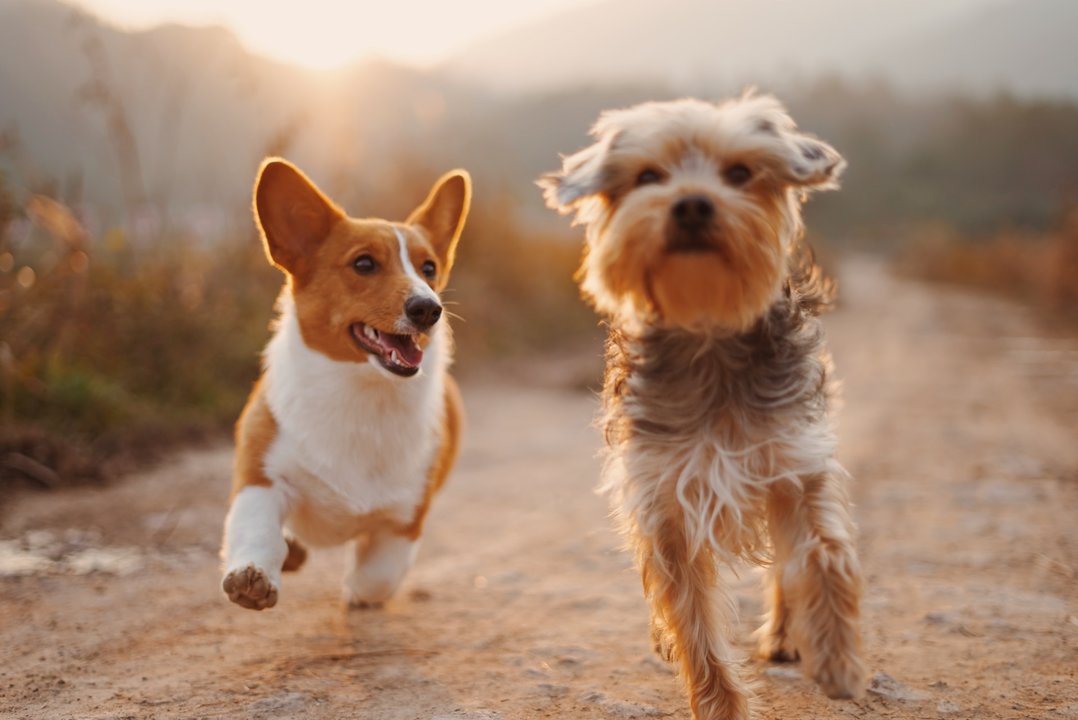 Dos perros, a la carrera (UNSPLAS)