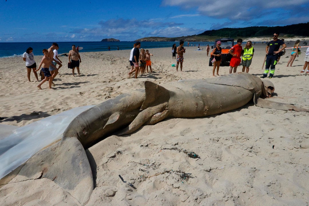 Una cría de tiburón peregrino de 10 metros y cuatro tonelada de peso aparece varado en la playa de Doniños de Ferrol. Foto: EFE.