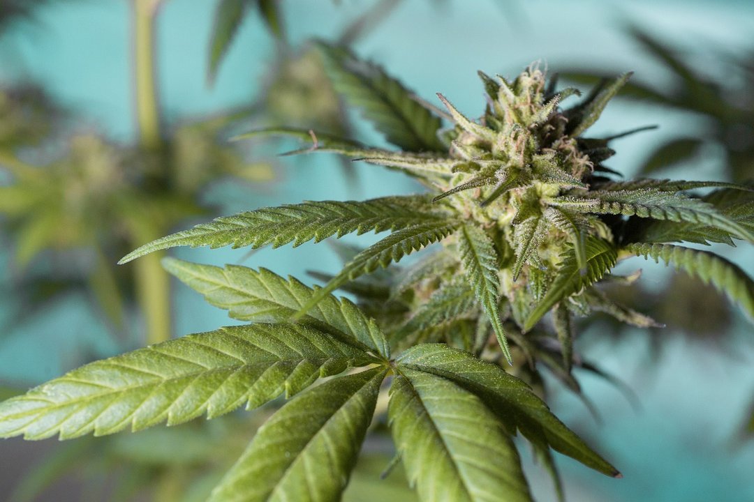 Una planta de marihuana. Foto: Pixabay.