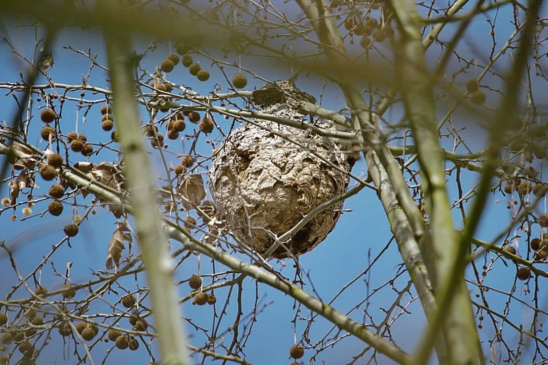 Un nido de avispas asiáticas en la ciudad.