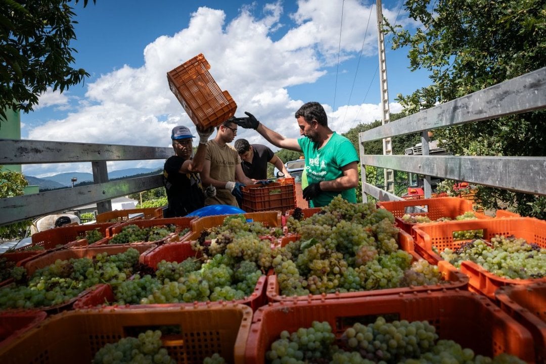 Vendimiadores de Viña Costeira cargando las uvas en Cenlle.