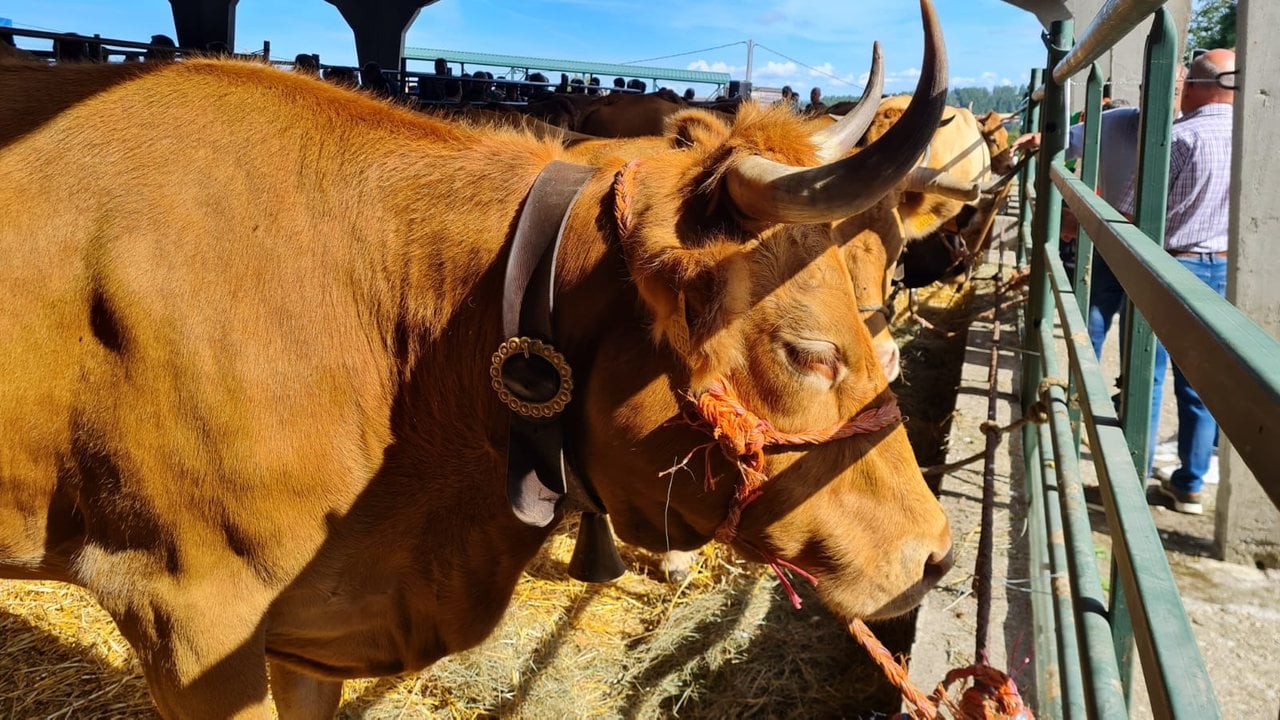 Feira exposición concurso de ganado vacuno en Castro Caldelas