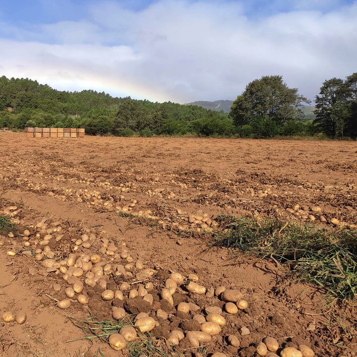 Cosecha de patatas en un campo de la IXP Pataca de Galicia.