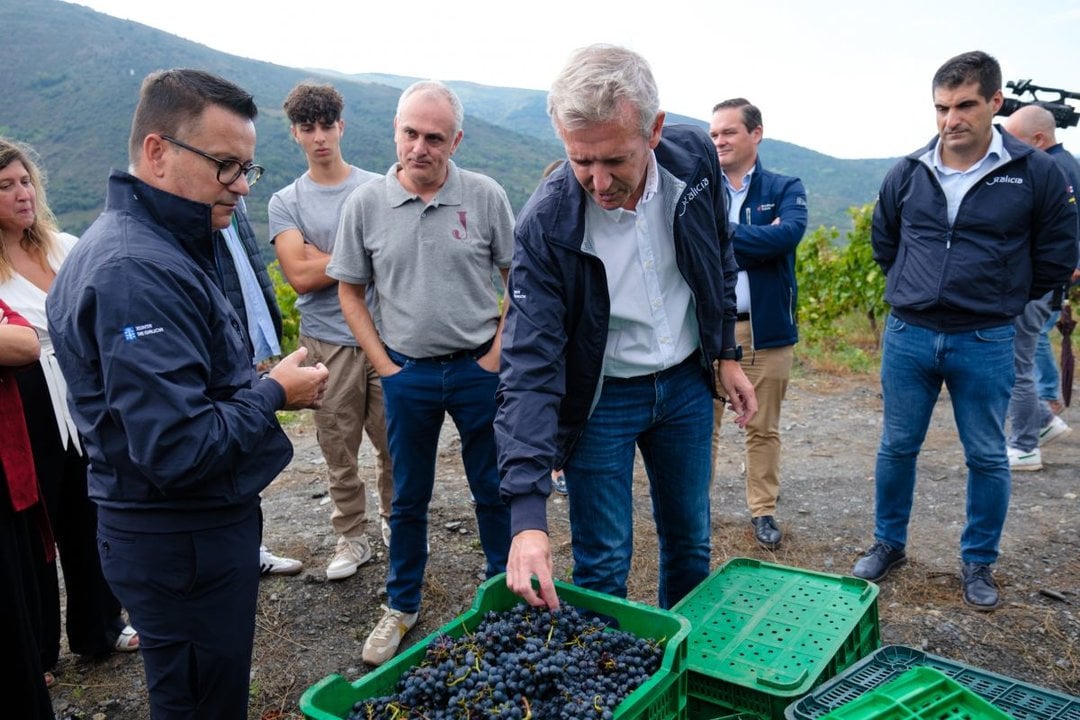 José González y Alfonso Rueda valoran el buen estado de las uvas de la viña de Joaquín Rebolledo.
